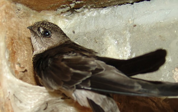 Swiftlets 600x379